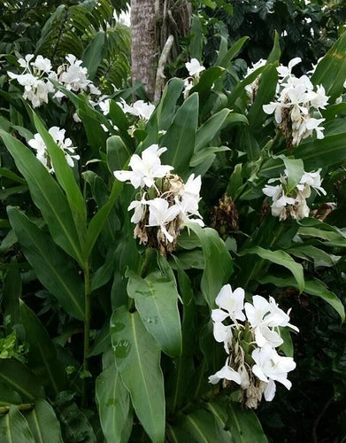 Hedychium Coronarium Rhizomes - 2 White Butterfly Ginger Plants for Tropical Gardens - Exotic, Fragrant Ginger Variety