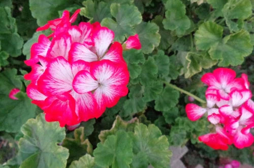 Rare Red & White Geranium Live Plant Cuttings 2x6" & 3x5" Pelargonium Fragrant Blooms Drought Tolerant USDA Zone 5-10