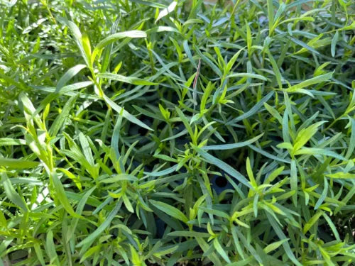 French Tarragon Live Plant - Healthy Starter in 1" Pot - Artemisia dracunculus - Culinary Herb for Flavorful Dishes