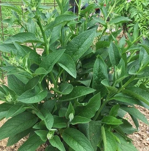 Live Russian Comfrey Plant Crowns - 2.5 lbs Bocking #4 - Symphytum Peregrinum - Organic, Drought Resistant, High Protein Fodder