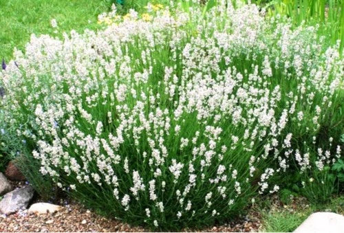 Lavender Plant Plug - Ellagance Snow White - Perennial Live Rooted Plant for Garden & Indoor Use - Lavandula angustifolia