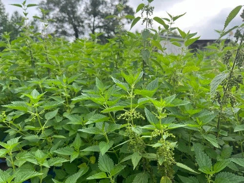 Live Stinging Nettle Roots - 3 Bare-Root Medicinal Herbs, Urtica dioica, Organically Grown for Planting