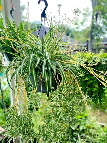 Rooted Spider Plant Set of 6 - White Green Variegated - Easy Care Indoor/Outdoor Perennial (Chlorophytum comosum)