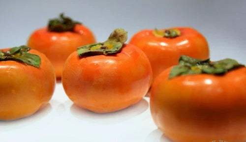 LIVE FUYU PERSIMMON TREE SAPLING 6"-1FT, Diospyros Kaki, Sweet Asian Fruit Tree, Hardy Seedling for Home Garden