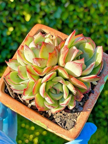 Rare Succulent Echeveria pulidonis Live Plant 3.5-Inch 4-Head Silvery-Green Leaves with Red Edges
