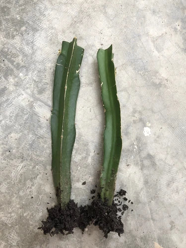 Rooted Dragon Fruit Cuttings 2pcs - Red Skin Sweet Flesh - Hylocereus undatus