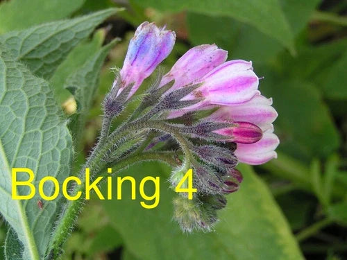 Russian Comfrey Live Root Cutting (1 Cutting) - Bocking 4 Cultivar - Symphytum x uplandicum - Organic Garden Fertilizer Plant