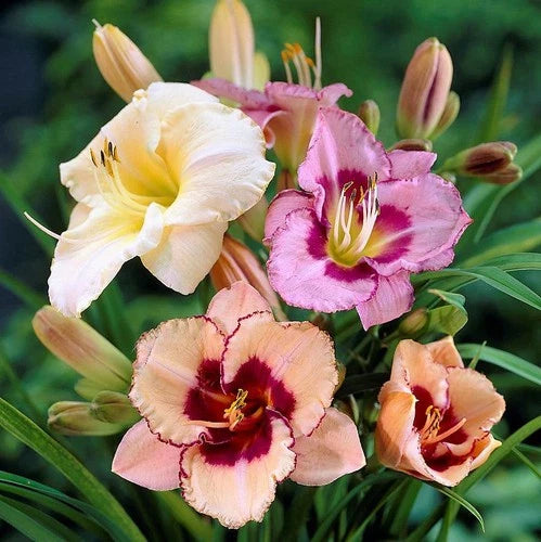 Easy to Grow Daylily Roots Mix - 10 Bareroots, Colorful Summer Flowers, Hemerocallis spp., Full Sun Garden Plants