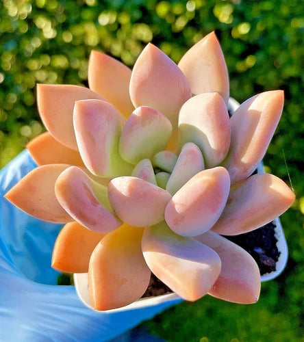 Graptoveria Opalina Succulent 2.75-Inch Rare Live Plant - Graptoveria 'Opalina' for Home Decor and Gifts