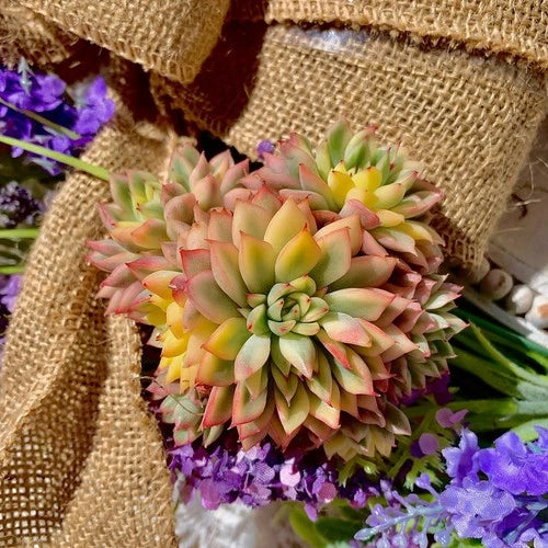 Live Succulent Echeveria Mebina Variegata - Bare Root Plant for Home Decor, Wedding Gifts, Easy Care Plant