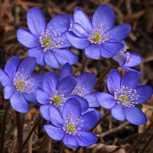 Hepatica Bare-root Plant | Anemone hepatica | Liverleaf Perennial for Spring Blooms | Woodland Flower