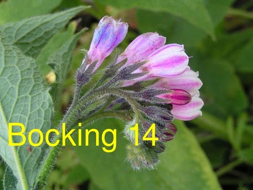 Russian Comfrey Live Root Cuttings (1 Cutting) - Bocking 14 Cultivar - Symphytum x uplandicum - Organic Fertilizer Plant