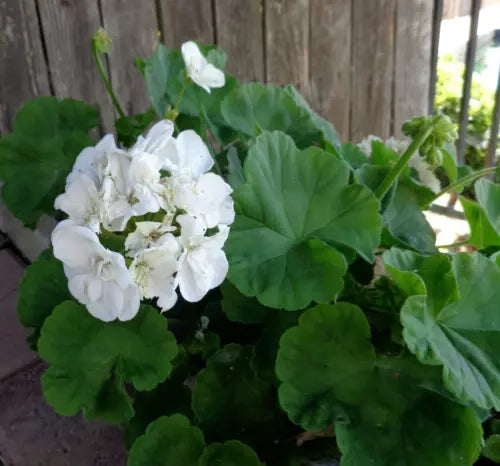 Double White Pelargonium Zonal Geranium 6" Starter Cuttings Live Plant 3 Pack