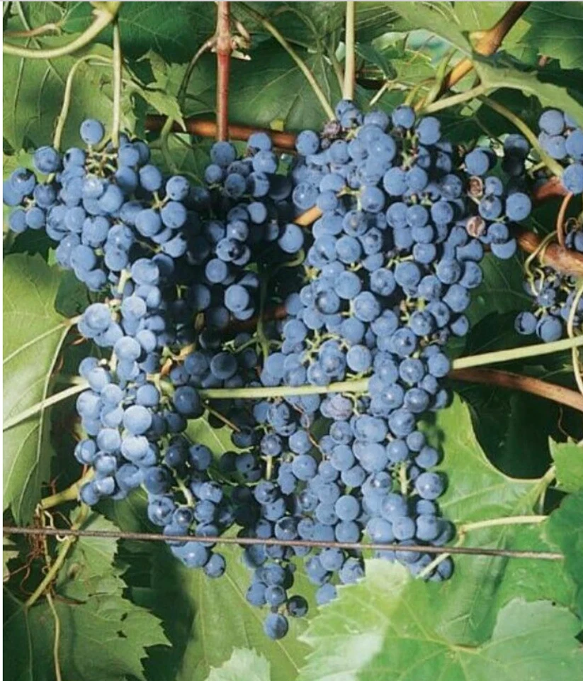 Frontenac Grape Vine Cuttings – Vitis Hybrid, 6 Unrooted Hardwood Cuttings for Propagation