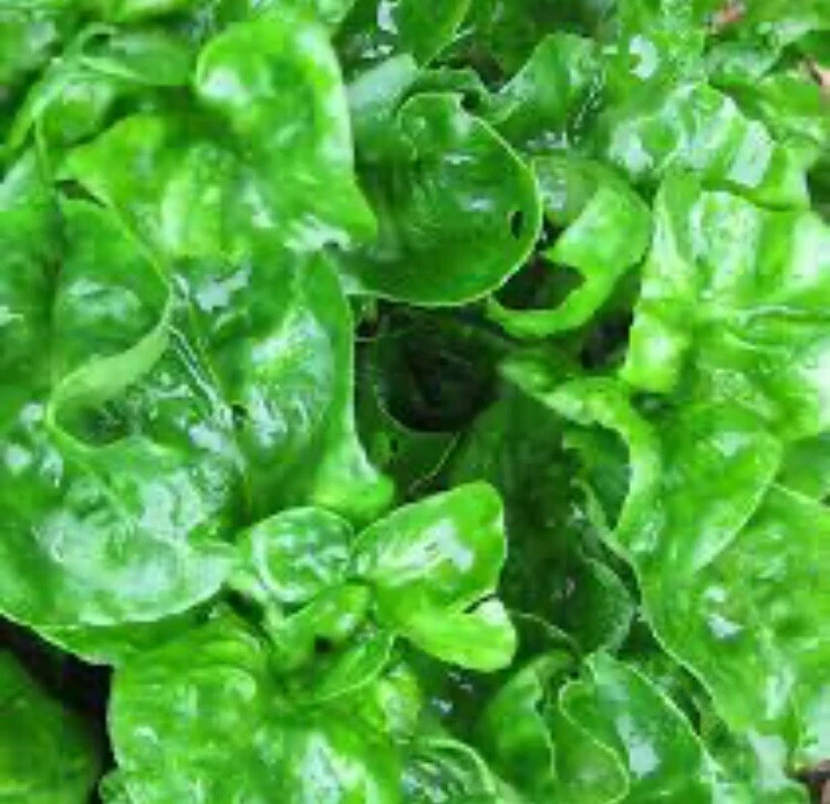 Brazilian Spinach Cuttings – 8 Live Alternanthera Sissoo Cuttings, 4–5 Inch Sissoo Spinach for Planting