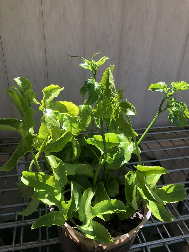 Passion Fruit Vine Cuttings for Planting – 5 Unrooted Passiflora edulis Stems, Tropical Climbing Plant