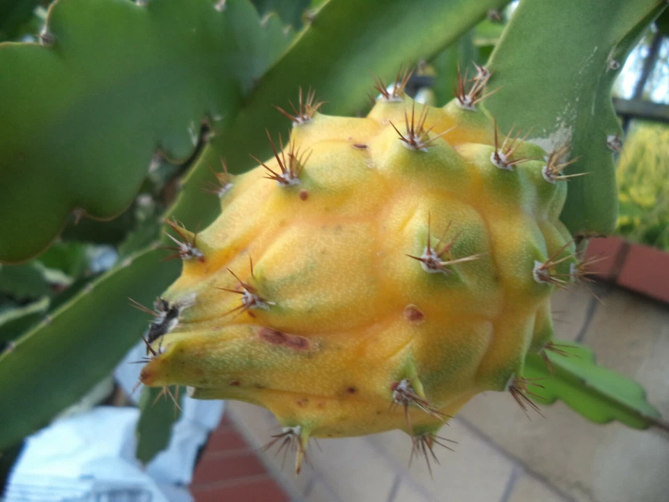Yellow Dragon Fruit Palora – 1 Rooted & Sprouted Plant (8–10") Live Hylocereus megalanthus Starter