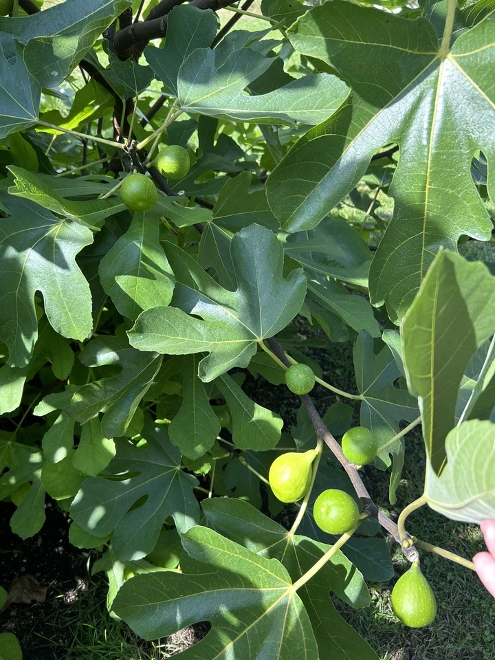 Sicilian White Fig Tree Cuttings – Fresh Unrooted Ficus carica Stems – Organic Cutting Wood from Mother Tree