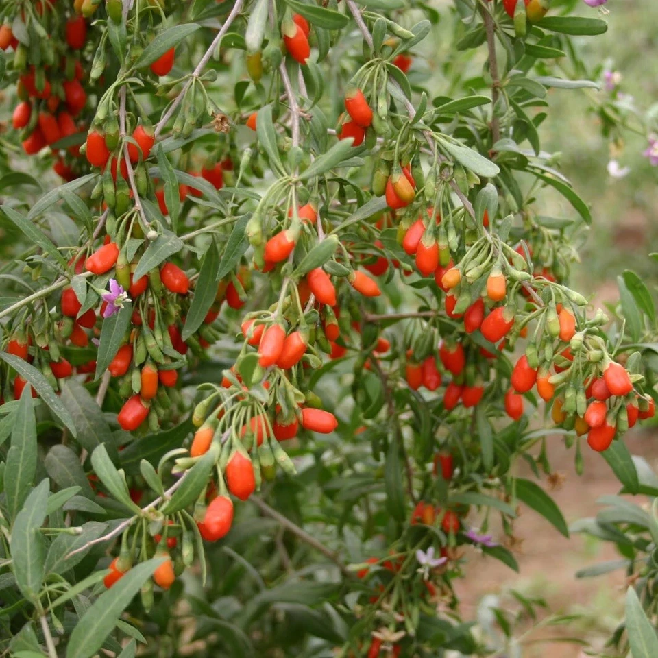 Goji Berry Live Plant – Rooted Lycium Cuttings in Pot, Ready to Plant, Fast Growing Fruit Bush for Home Gardens & Edible Landscaping