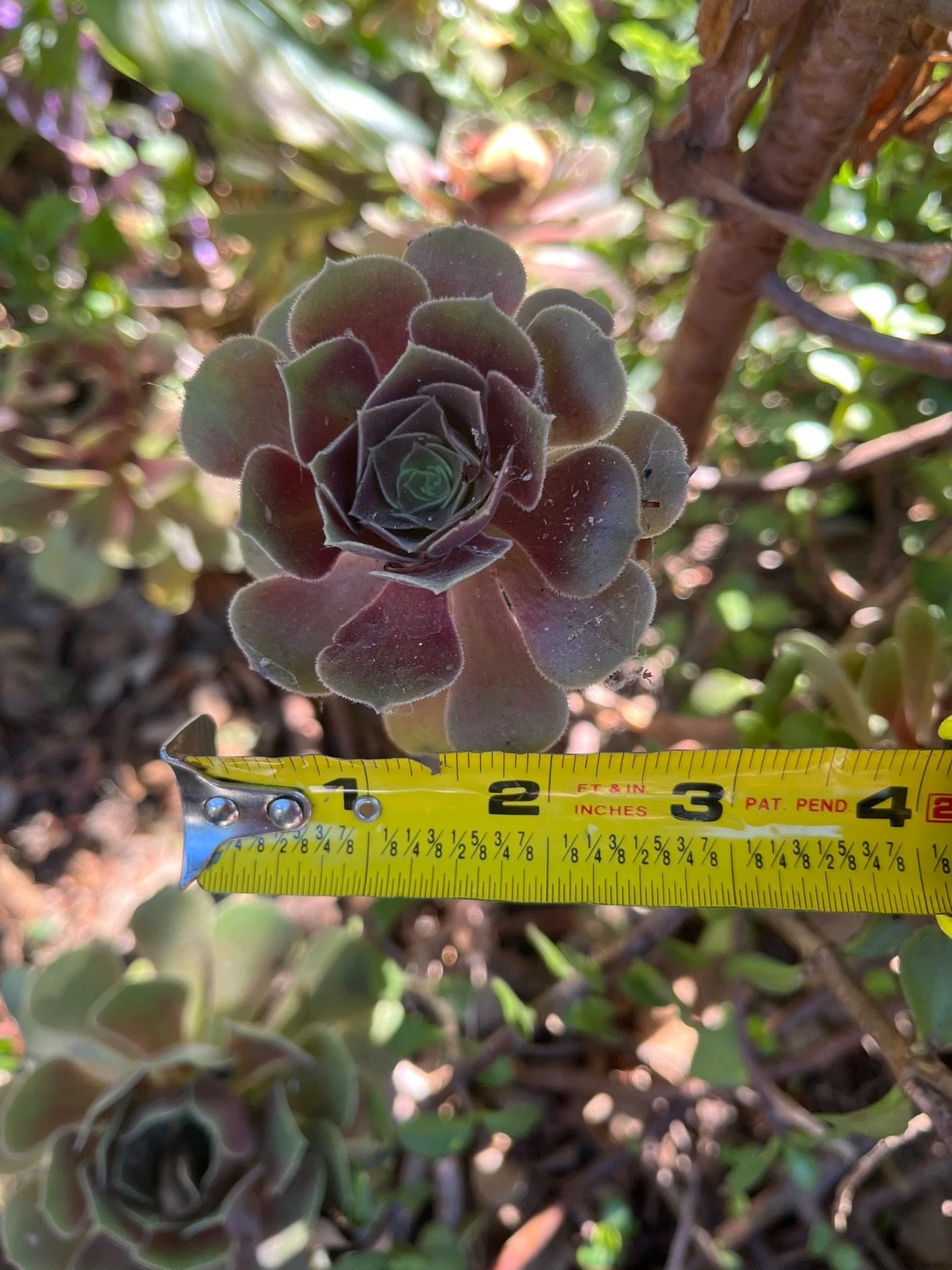 Fresh Succulent Cuttings 3pcs | Live Mixed Succulent Cuts | Brown & Green Varieties | Easy Rooting Starter Plants for Propagation