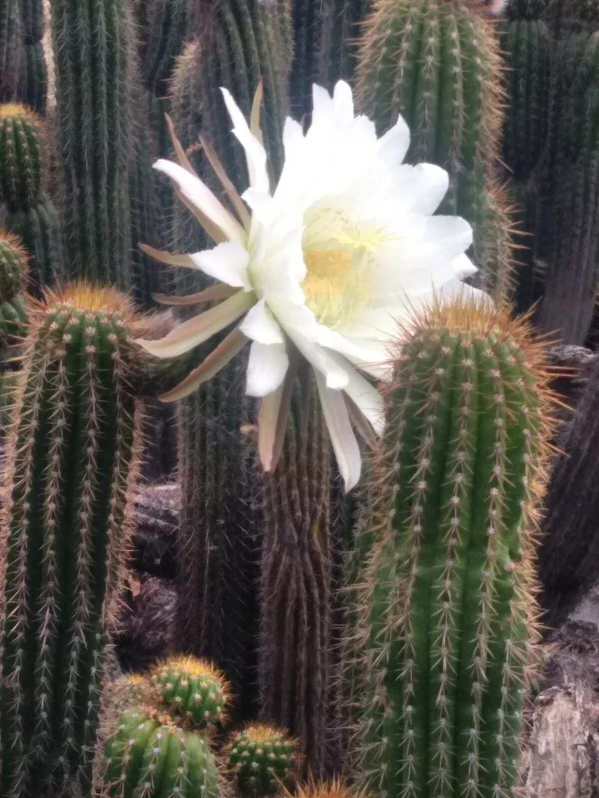 Echinopsis spachiana Golden Torch – 20" Cactus Cutting, Tall Columnar Cactus with Big White Flowers, Live Cutting Ready to Plant