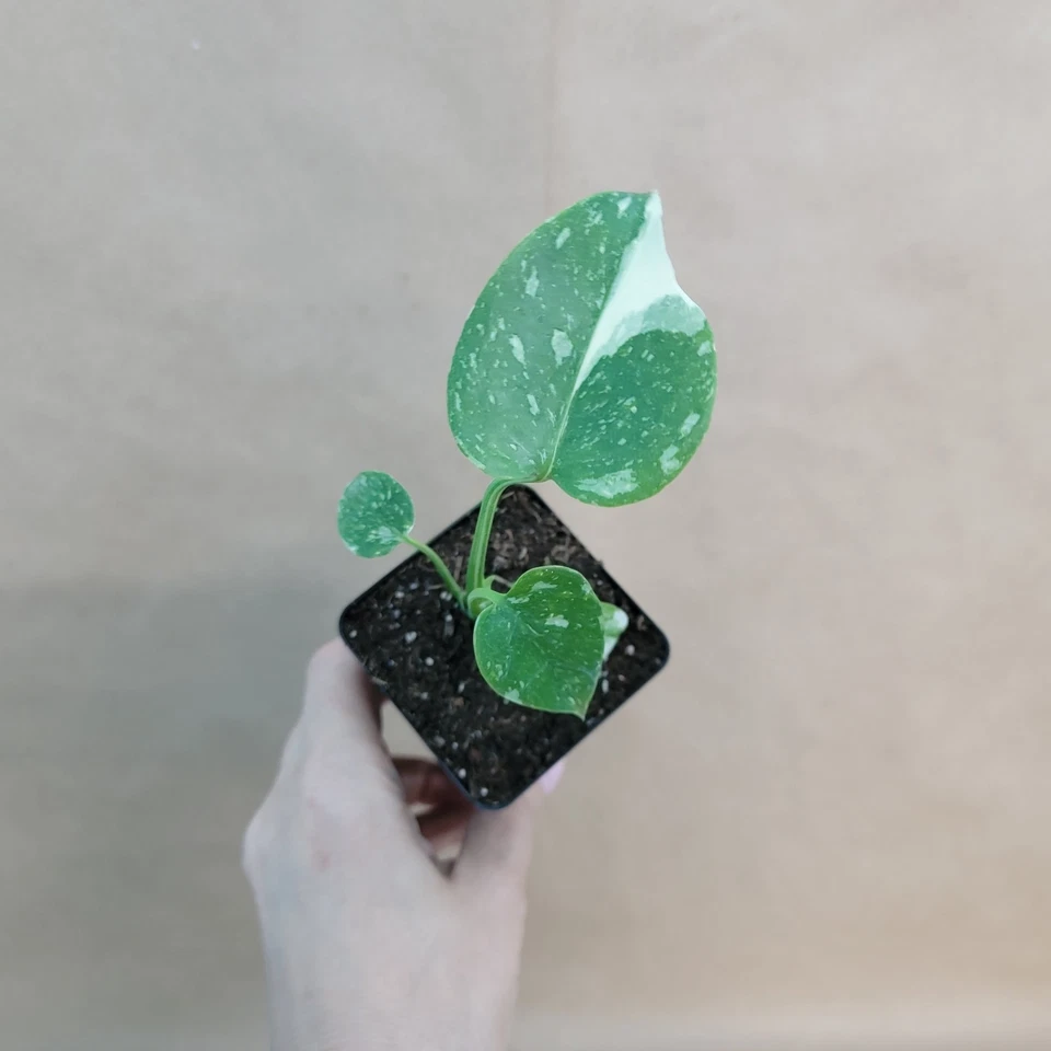 Monstera Thai Constellation – Live Variegated Plant in 3" Pot, Rare Indoor Aroid with Cream Speckled Leaves, Easy Growing Houseplant