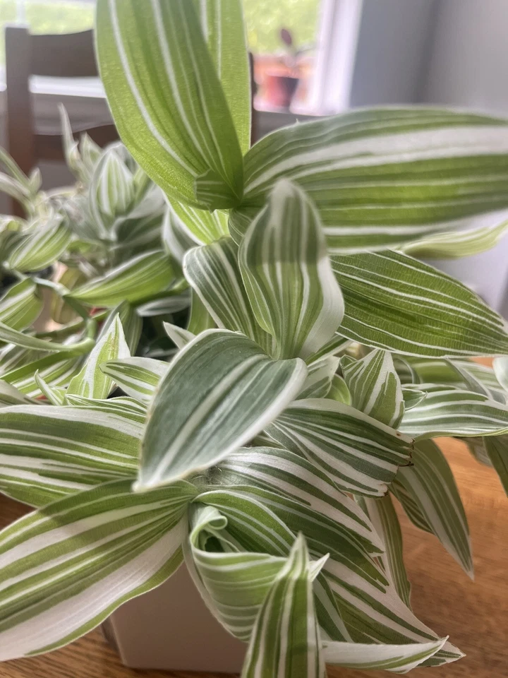 Tradescantia albiflora – 5 Live Cuttings, Variegated Wandering Jew / Wandering Dude Plant, Easy-Rooting Indoor Trailing Houseplant