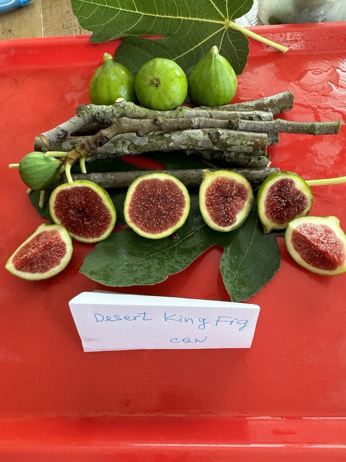 Desert King Fig Cuttings 3pcs | Live Ficus carica Cuttings for Planting | Fresh 8–10” Propagation Wood | Ready to Root