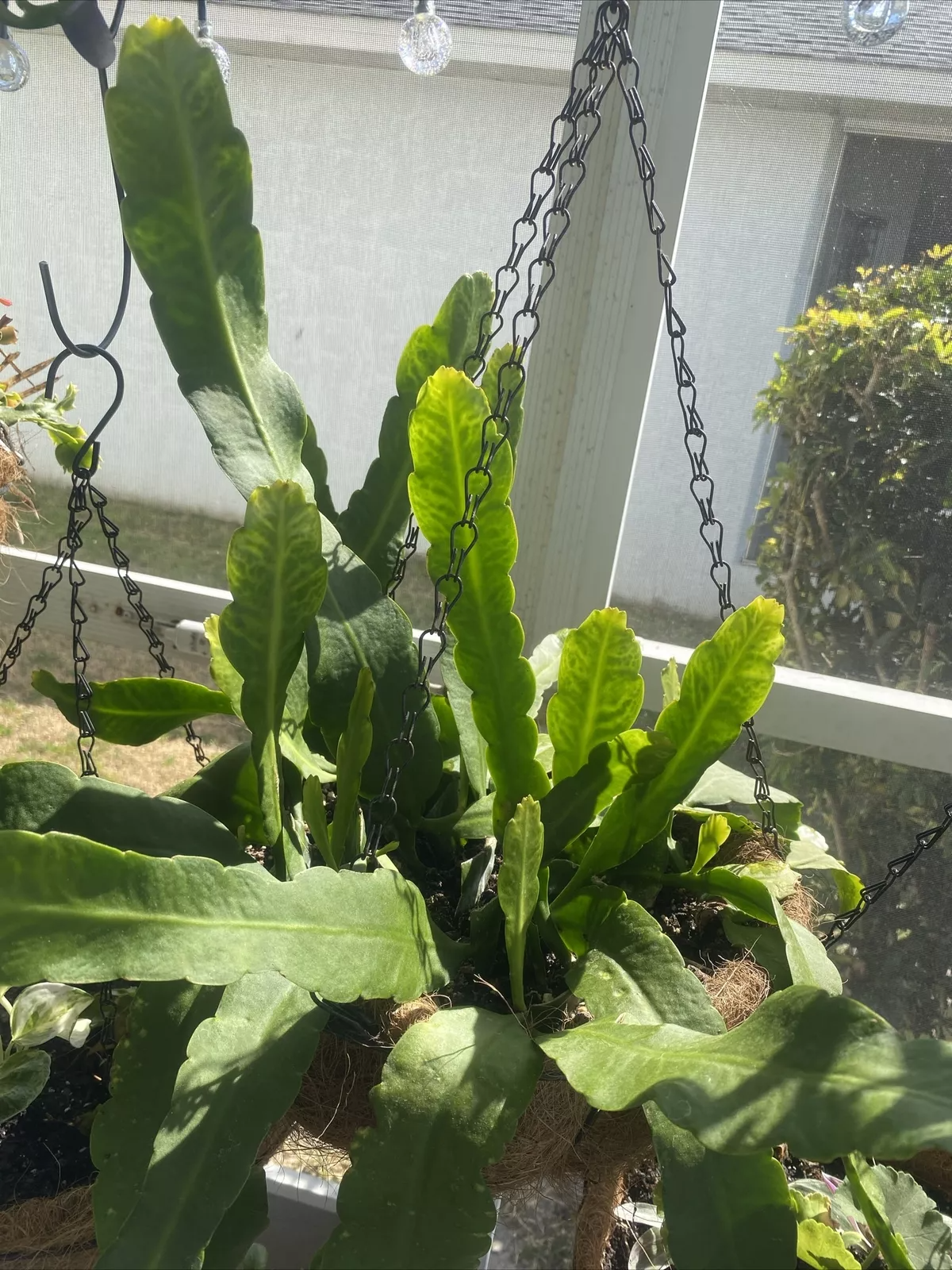 Rooted Epiphyllum Orchid Cactus Cuttings 2pcs | 10”+ Rooted Stems | Live Epiphyllum Plant Starts | Bloom Color Unknown