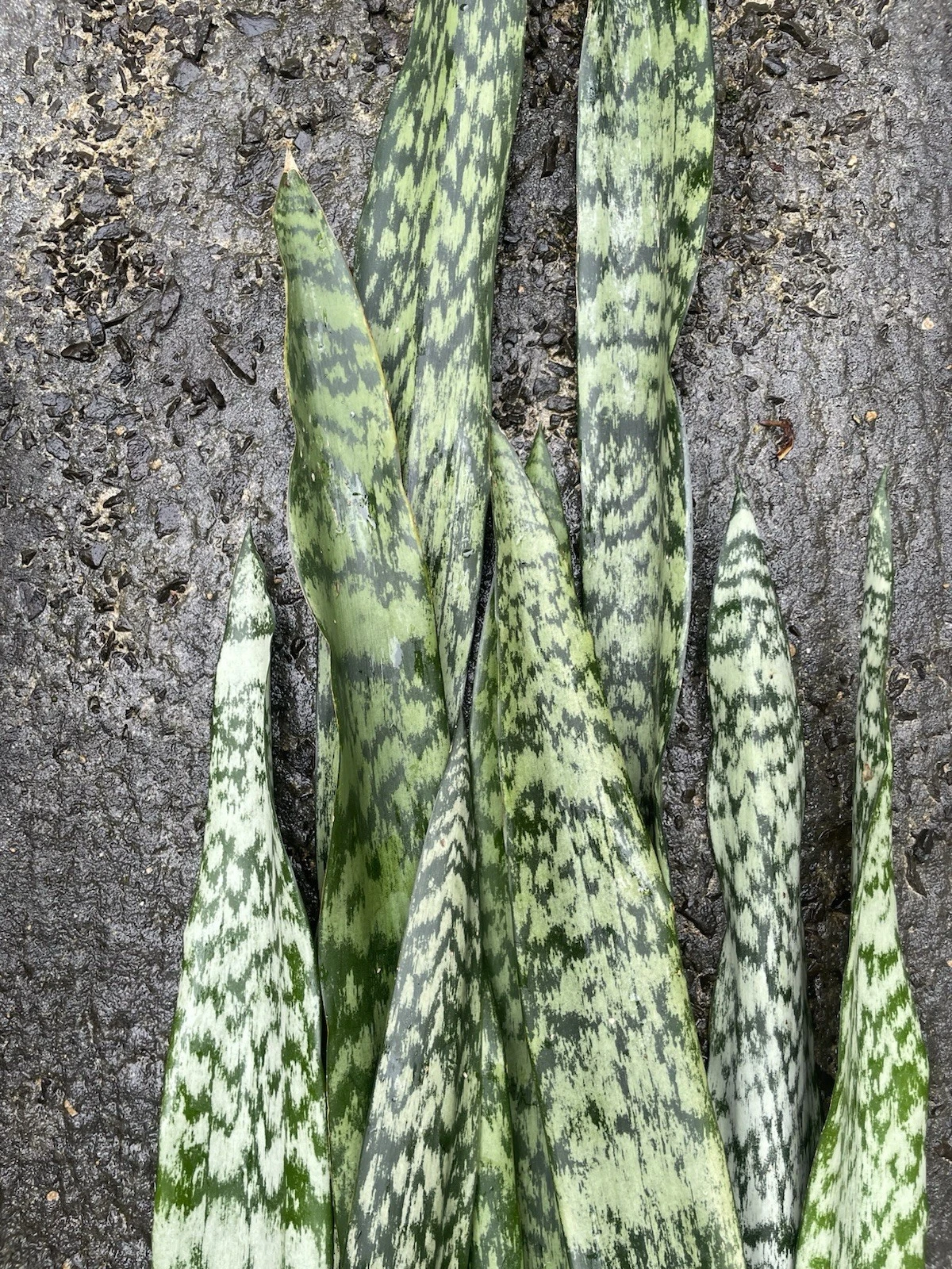 Snake Plant Leaf Cuttings – 10 Sansevieria Hawaii Leaves, Unrooted Cuttings for DIY Propagation, Easy Indoor Houseplant Starter Pieces
