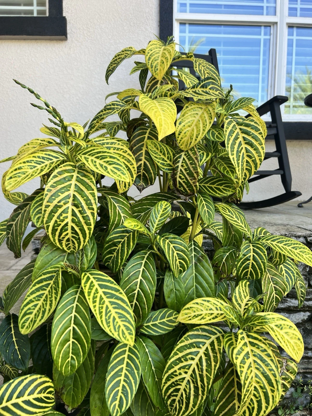 Sanchezia Cuttings – Live Tropical Plant Cuttings, Bold Green & Yellow Foliage, Easy Rooting Starter Pieces for Indoor or Outdoor Growing