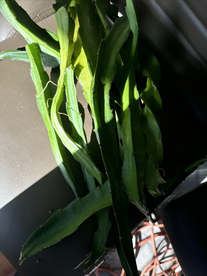 Graffiti Dragon Fruit Cuttings, 8+ Inch Live Cactus Vine for Planting