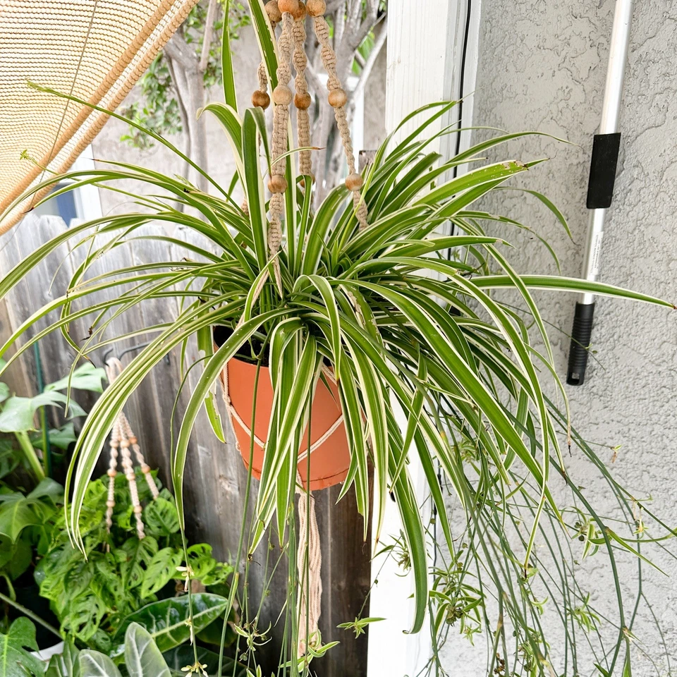 Reverse Variegated Spider Plant Rooted Cutting – Live Chlorophytum comosum Houseplant Starter