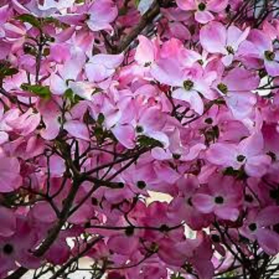 Pink Dogwood Tree Cuttings – 10 Live Unrooted Cornus Florida Cuttings for Ornamental Tree Propagation
