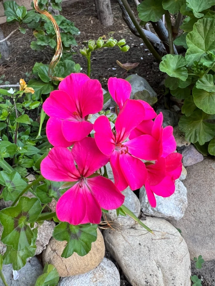 Hot Pink Ivy Geranium Cuttings, 5 Fresh Unrooted Pelargonium Peltatum Cuttings