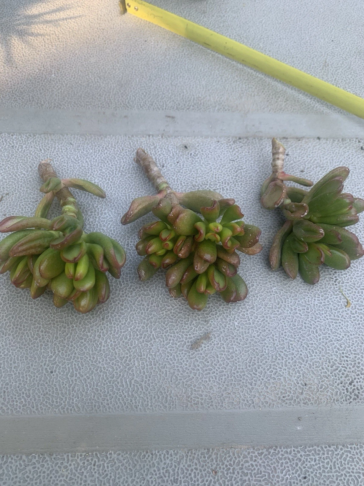 Crassula Ovata Gollum – 3 Live Jade Cuttings, Compact Ogre Ear / Hobbit Variety, Easy Succulent for Pots & Bonsai