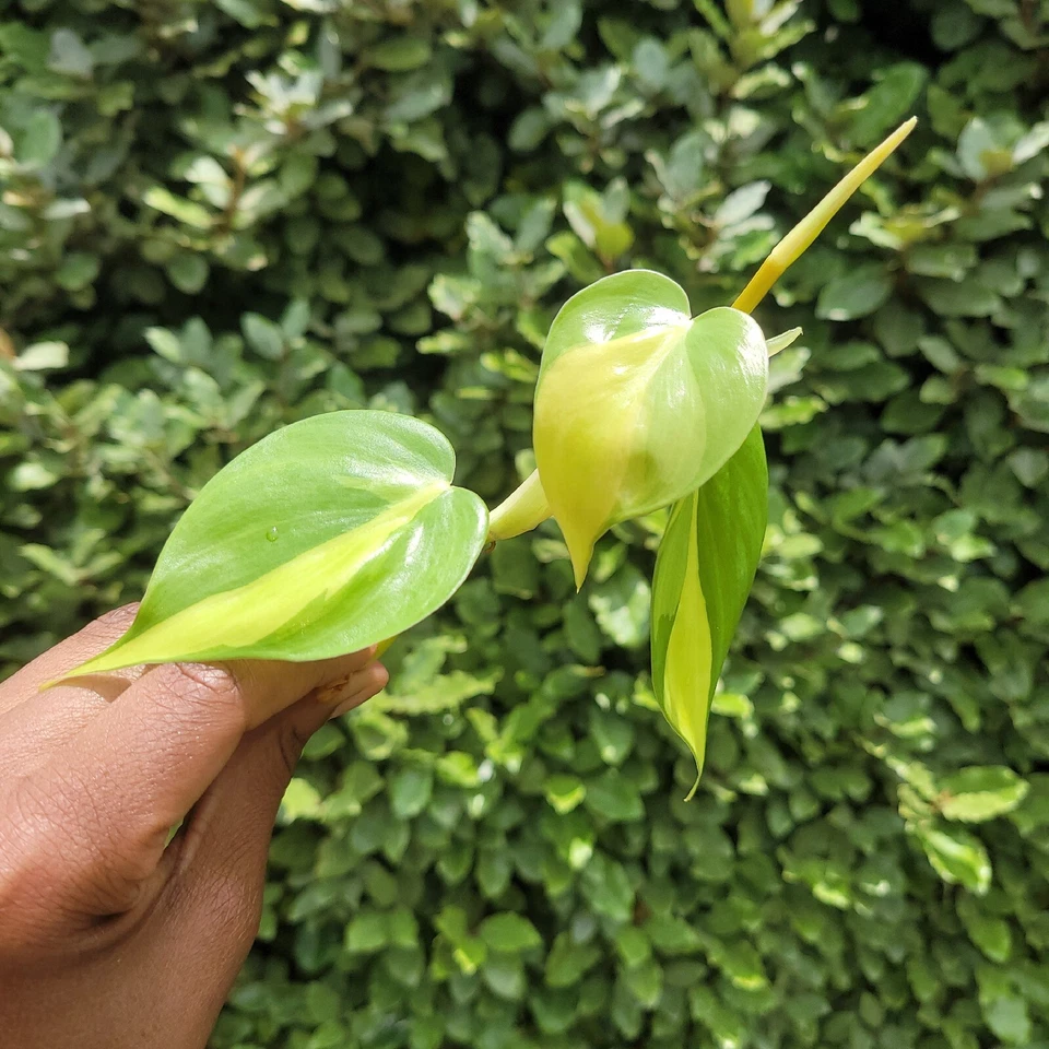 Philodendron Brasil Rooted Cutting Live Plant for Planting – Variegated Heartleaf Philodendron Vine