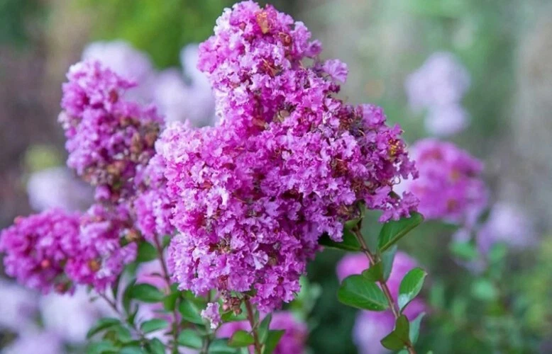 Milk Crape Myrtle Cuttings – 7 Crepe Myrtle Unrooted Cuttings for Rooting, Ornamental Flowering Tree Starts