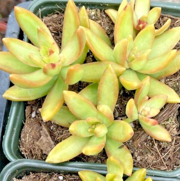 Sedum adolphii Golden Glow Cuttings – 3 Live Succulent Cuttings with Yellow Rosette Foliage for Propagation