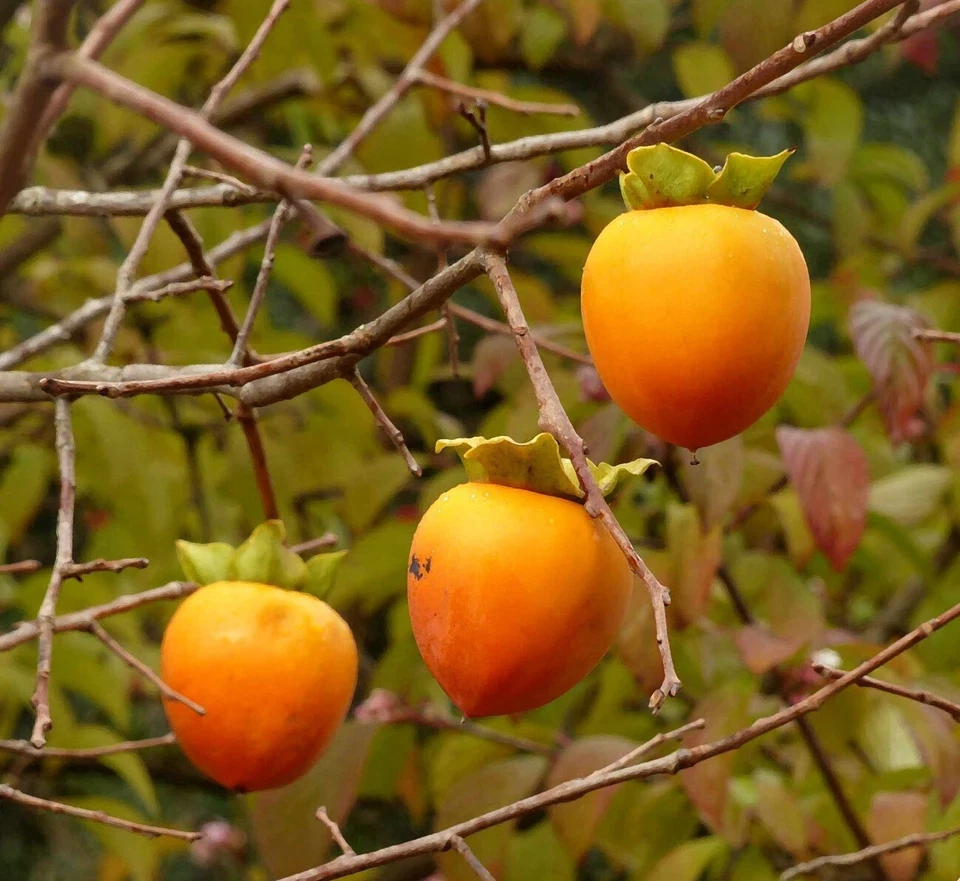 Hachiya Japanese Persimmon Cuttings – 5 Live Diospyros Kaki Branch Cuttings for Grafting or Rooting