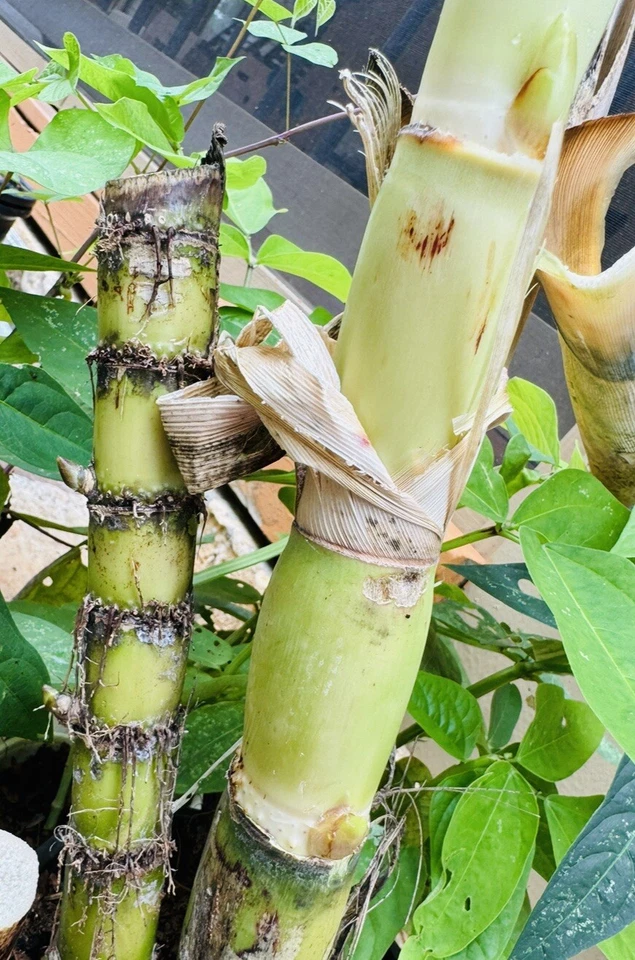 Green Sugarcane Cuttings – 1+1 Fresh Live Plant Pieces Ready to Grow, Sweet Juicy Variety for Garden Planting