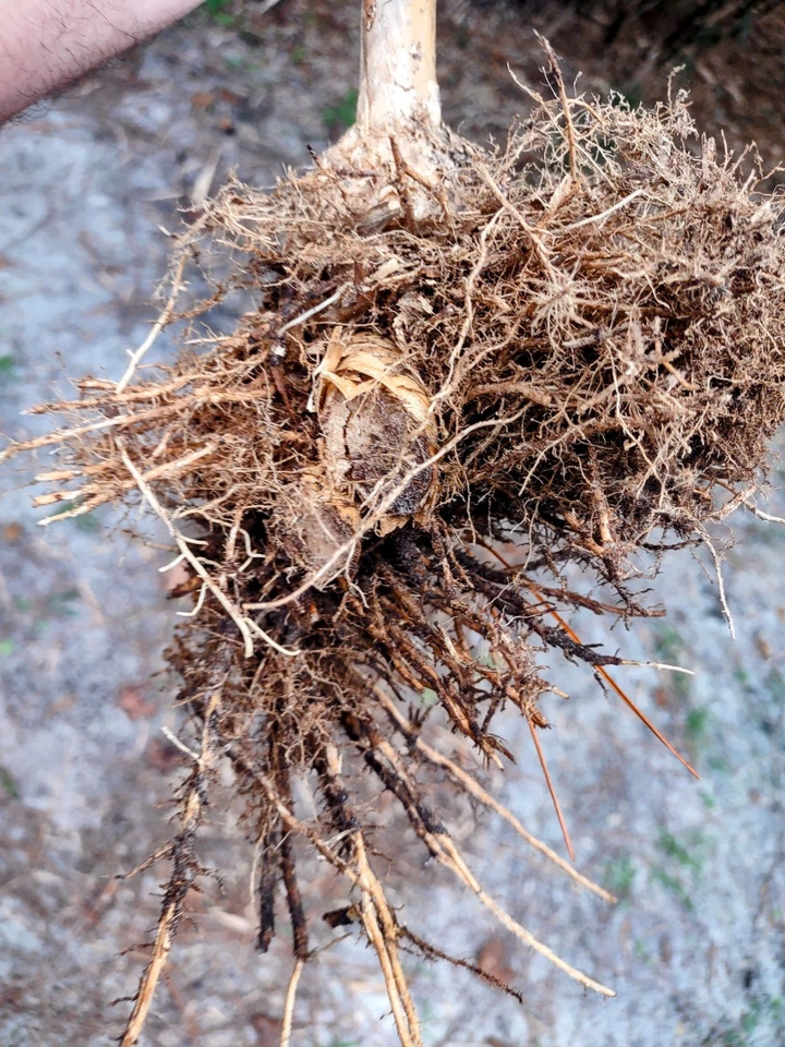 Green Hedge Clumping Bamboo Rooted Starter Plant, Bambusa multiplex Live Plant