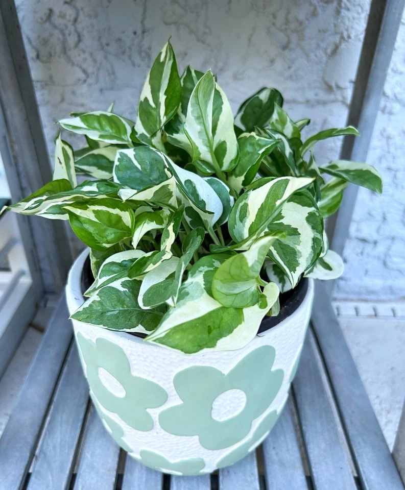 NJoy Pearl and Jade Pothos Cuttings, 4 Live Indoor Houseplant Vine