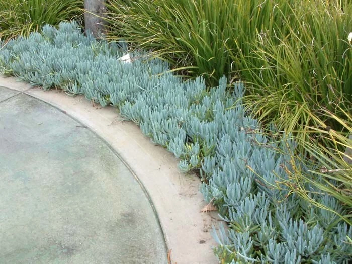 Blue Chalk Sticks Succulent Cuttings Set of 2 Senecio Mandraliscae Unrooted Live Plants