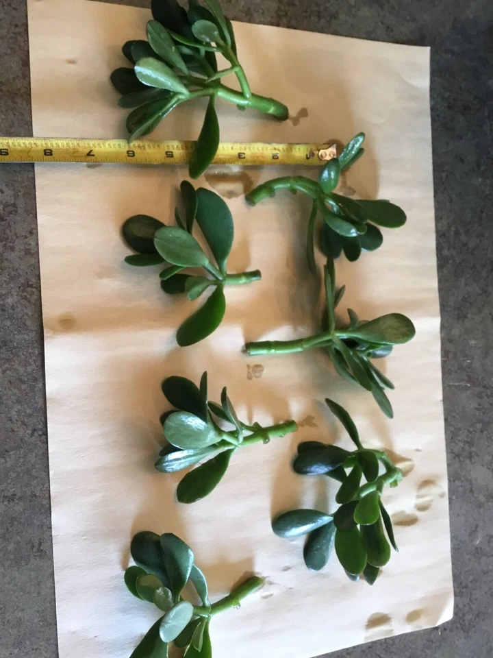 Jade Plant Cuttings Crassula Ovata Succulent 3 Unrooted Cuttings 3–5 Inch