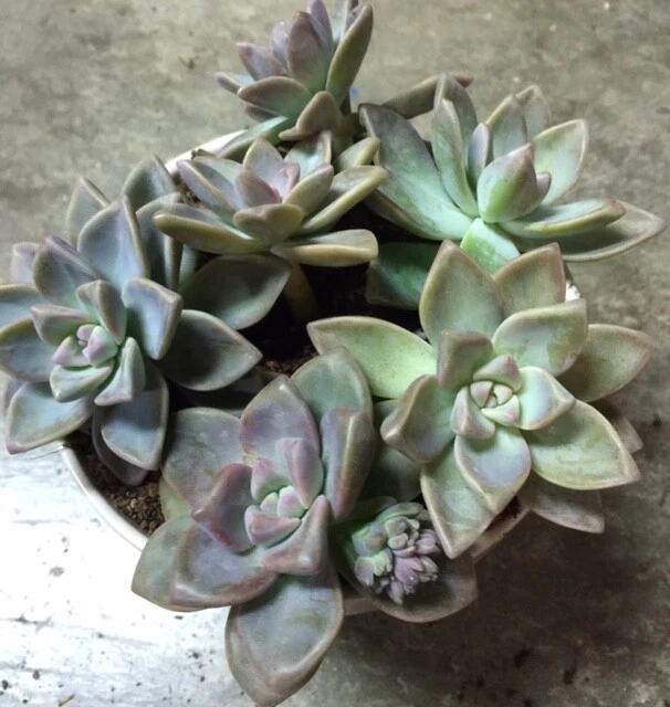 Graptopetalum Paraguayense Ghost Plant Cuttings Set of 6 Succulent Rosette Live Plant for Propagation