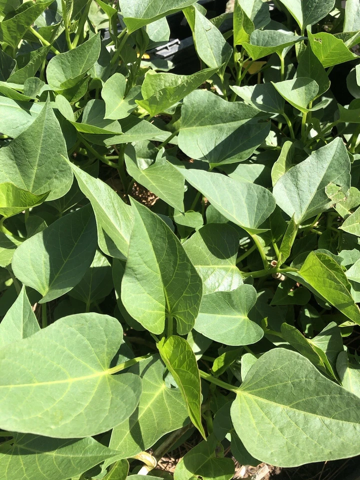 Sweet Potato Slips – 15 Live Rooted Ipomoea Batatas Cuttings Ready for Garden Planting