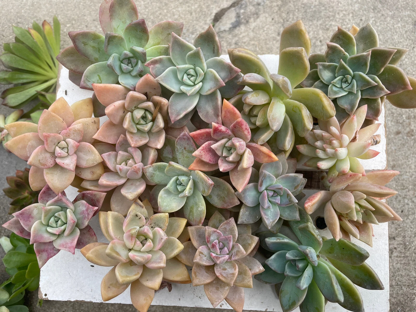 Graptopetalum paraguayense – 20 Pink Ghost Plant Cuttings or Bare-Root Starts, 2–4in+ Live Succulent Stems