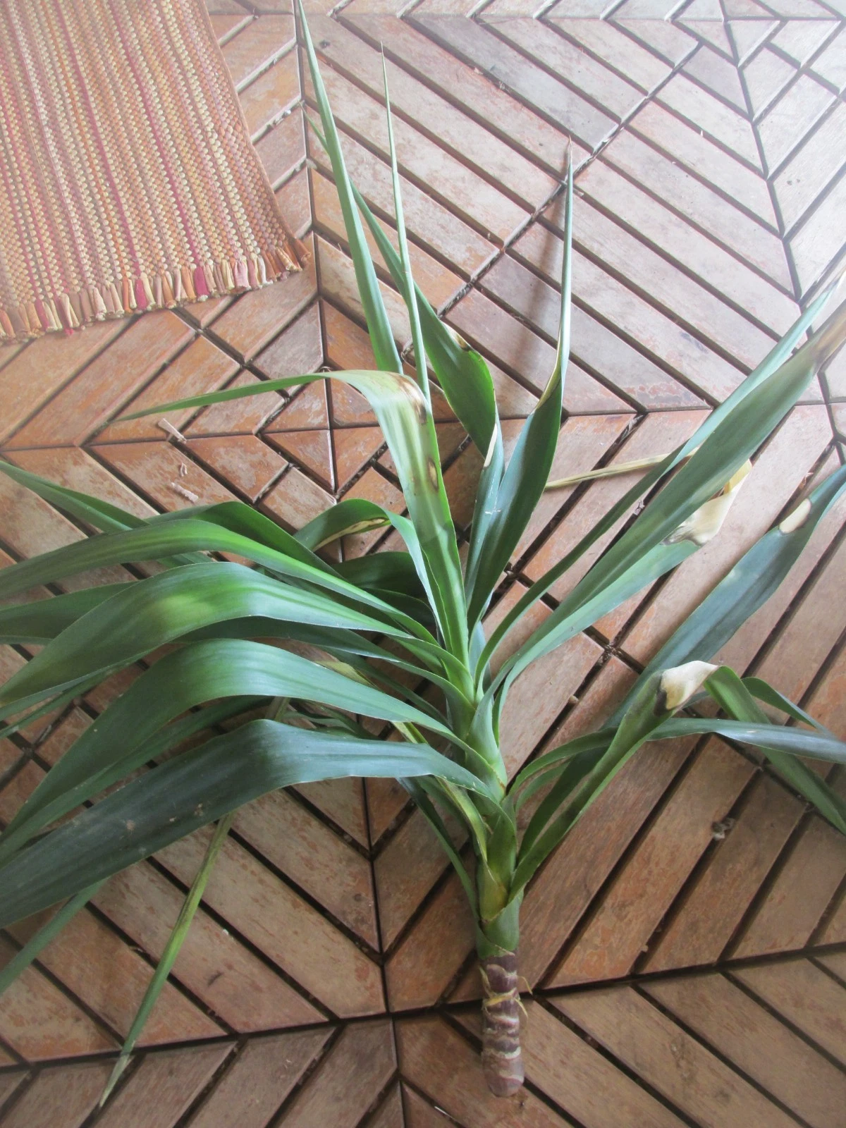 Yucca Tree Rooted Branch Cuttings for Planting – Large Live Yucca Plant Starter for Outdoor or Container Growing