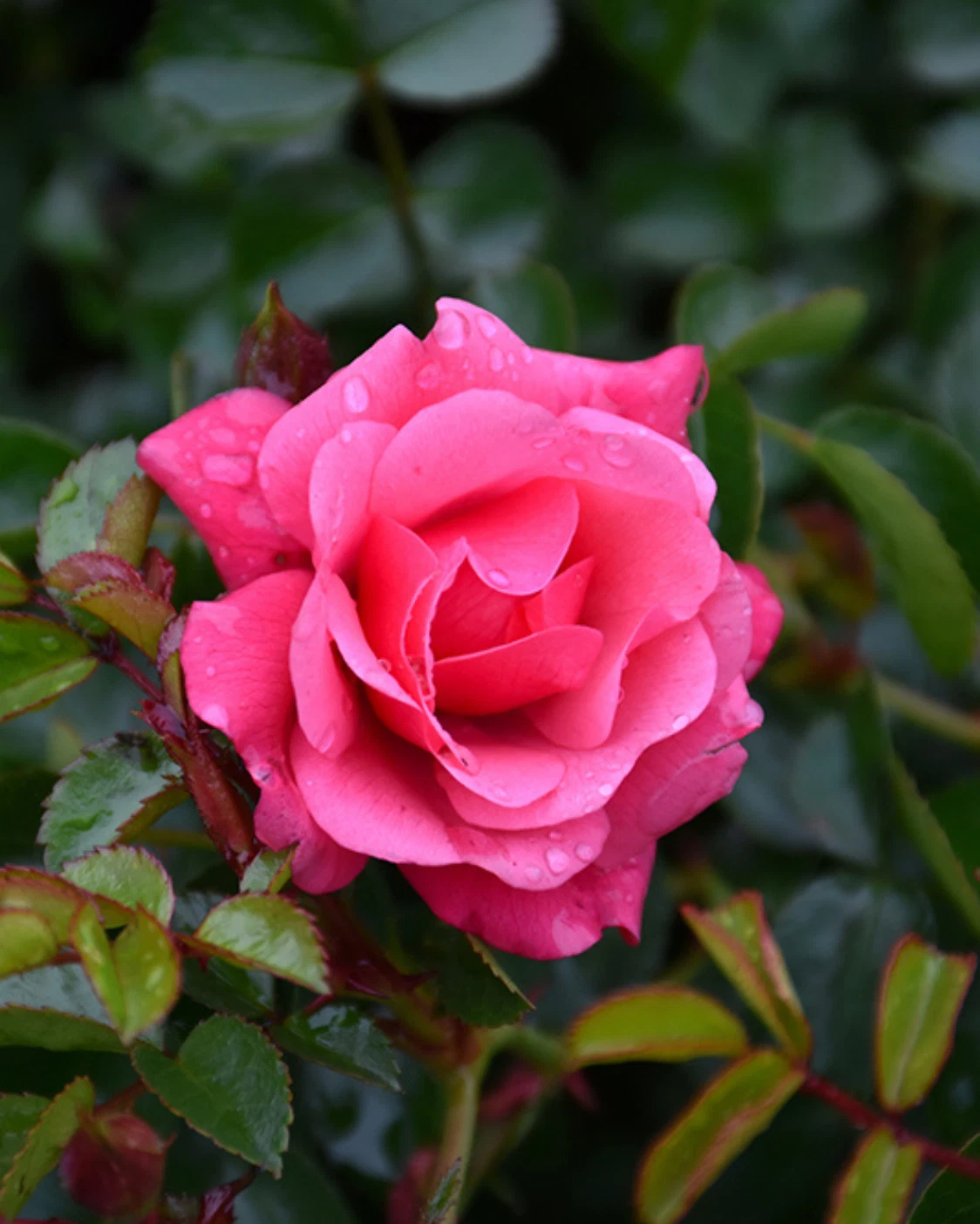 Flower Carpet Pink Rose Cuttings – 3 Unrooted Stems for Rooting or Grafting – Groundcover Rose